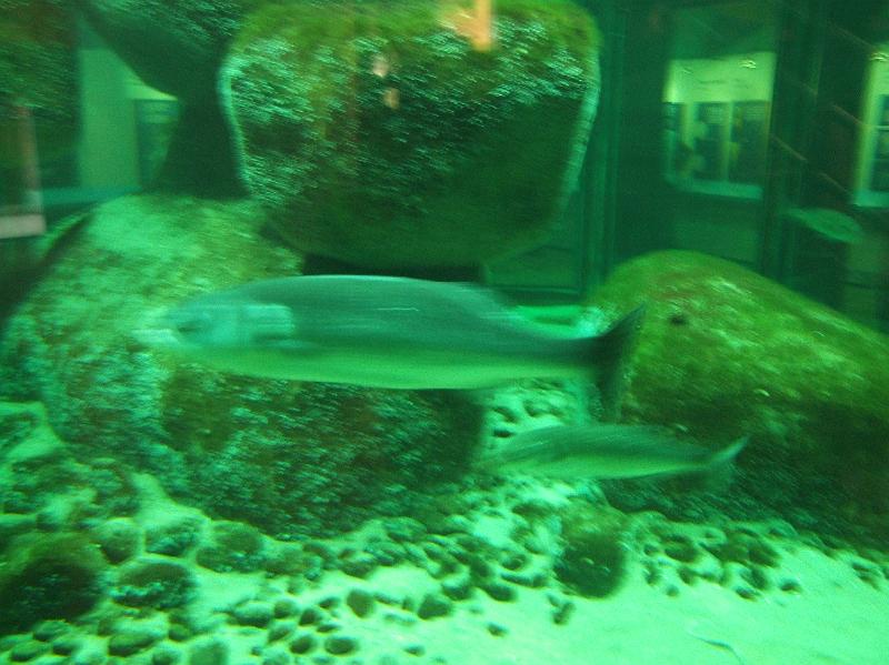 Sofia i  Oceaniariet 015.jpg